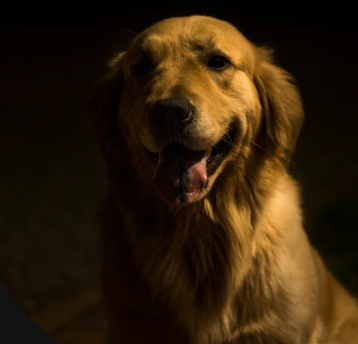 Kutyapanzió Wanderdogs Solymár